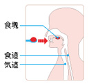 食塊を形成してから喉を通過